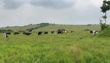 65.2 Acres Farmland for Sale on Mbarara/Ibanda Road, Nyakisharara Airport Area 