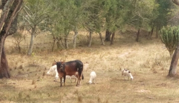 226 acres of prime, squatter-free land in Kiruhura